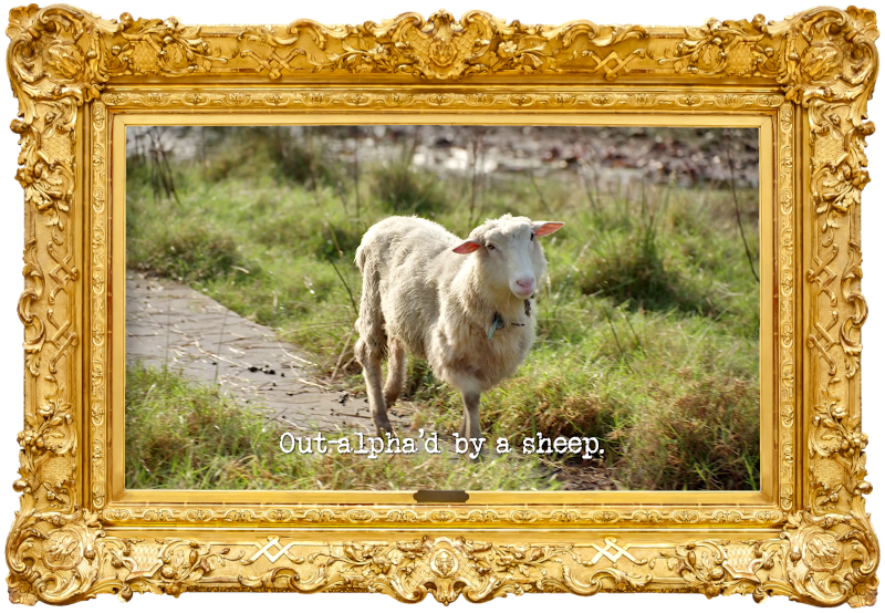 Image of a sheep in a field (a reference to Peter Helliar’s attempt at the ‘Perform a country song about a taxi driver’s day’ task), with the episode title, ‘Out-alpha’d by a sheep’, superimposed on it. Image of a sheep in a field (a reference to Peter Helliar’s attempt at the ‘Perform a country song about a taxi driver’s day’ task), with the episode title, ‘Out-alpha’d by a sheep’, superimposed on it.