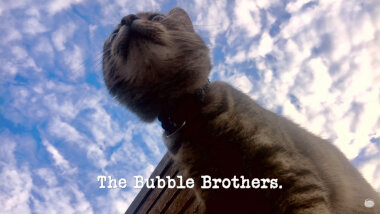 Image of a cat, taken from below (a reference to the 'The most pleasing cat-sized thing' task), with the episode title, 'The Bubble Brothers', superimposed on it.