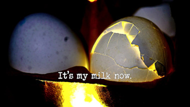 Photo of some eggshells in a cardboard egg tray, lit from within and below (a reference to the 'Efficiently shell an egg' task), with the episode title, 'It's my milk now', superimposed on it.