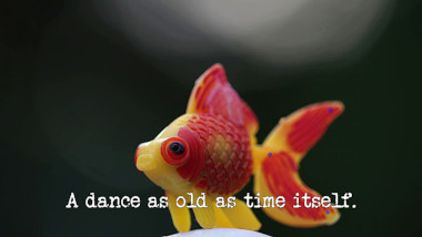 Photo of a plastic model of a goldfish (referencing the 'Put the dottiest fish in the frying pan' task), with the episode title, 'A dance as old as time itself', superimposed on it.