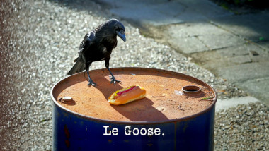 Photo of a crow standing on the edge of an oil drum, looking at a hot dog (presumably referencing Andy Zaltzman's decision to wear his hotdog costume during this episode?), with the episode title, 'Le goose', superimposed on it.