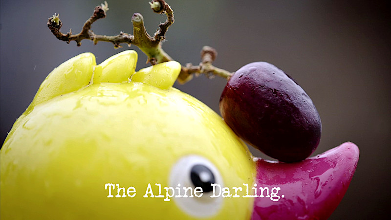 Image of the top of the head of a rubber duck, with a single grape balanced on its bill (a combined reference to both the 'Feed yourself a grape in the most elaborate way' task and the 'Get the duck into the pond' task), with the episode title, 'The alpine darling', superimposed on it. Image of the top of the head of a rubber duck, with a single grape balanced on its bill (a combined reference to both the 'Feed yourself a grape in the most elaborate way' task and the 'Get the duck into the pond' task), with the episode title, 'The alpine darling', superimposed on it.