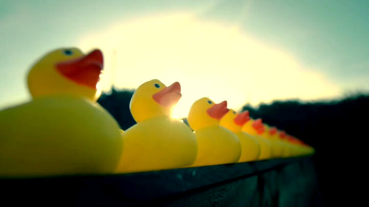 A line of yellow rubber ducks all facing the same direction. A line of yellow rubber ducks all facing the same direction.