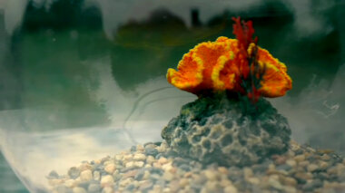 Close-up on a fishbowl lined with gravel and a piece of decorative coral.