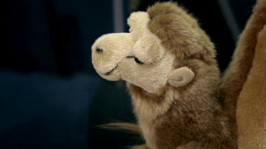 Stewart the stuffed camel.