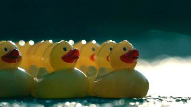 Close-up of a group of rubber ducks in formation on the driveway.