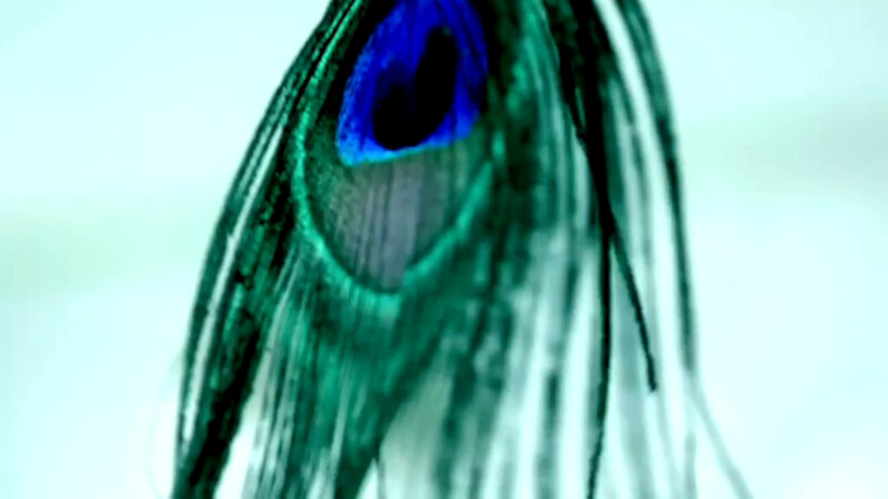 A close-up of a peacock feather. A close-up of a peacock feather.