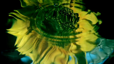 A reflection of a sunflower in a puddle.