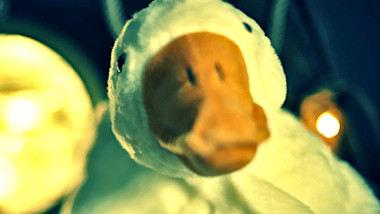 A close-up shot of a stuffed goose.