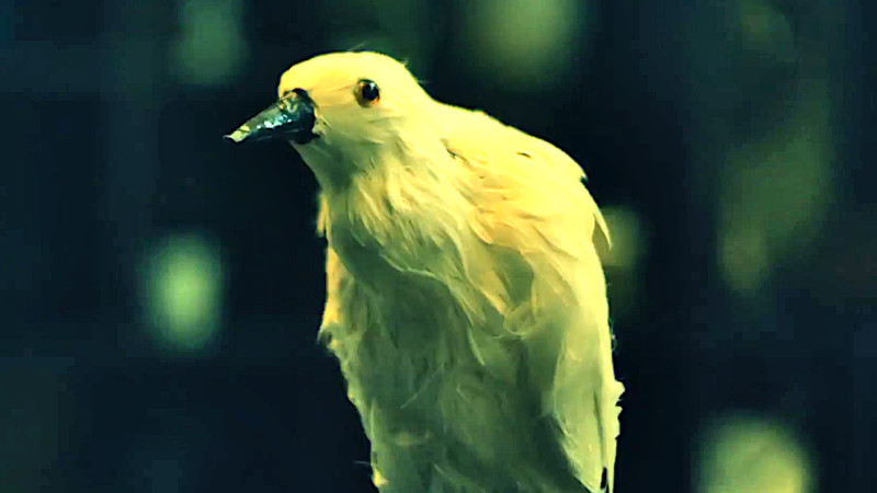 A close-up shot of an egret. A close-up shot of an egret.